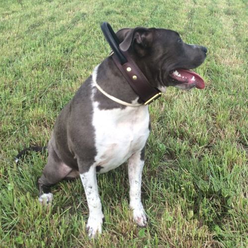 Leather Dog Collar