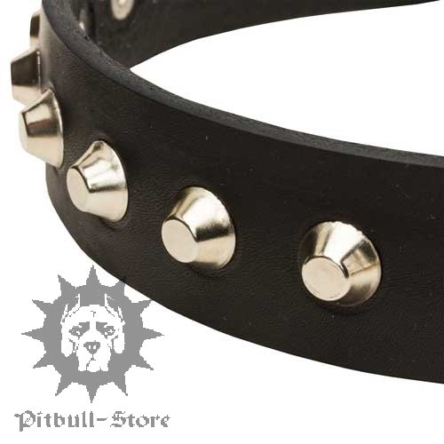 Cool Dog Collar