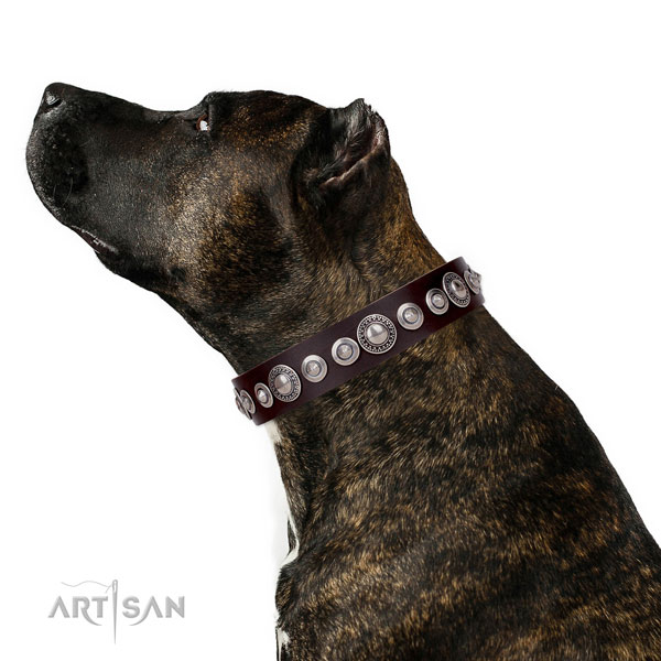 Cool Dog Collar