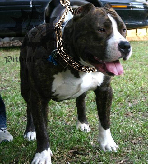 Prong Collar Training for a Pitbull