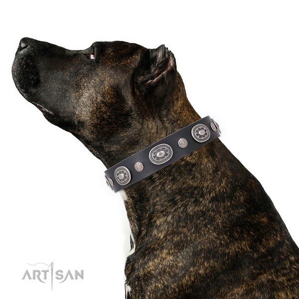 Custom Collars for Dogs