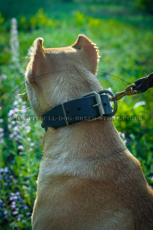 Custom Leather Dog Collar