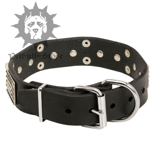 Designer Dog Collar