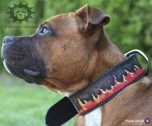 Designer Pitbull Collars