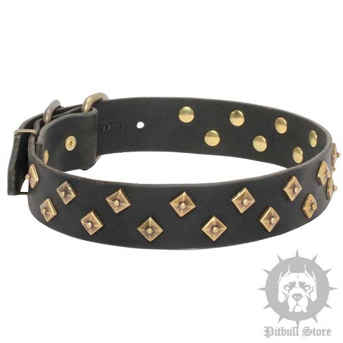 Designer Dog Collar