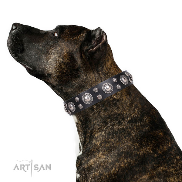 Wide Dog Collar
