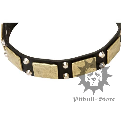 Designer Dog Collar