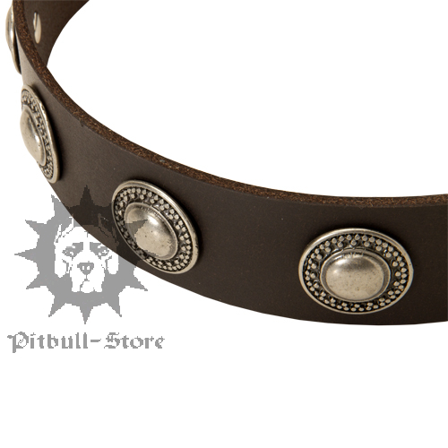 Designer Dog Collar