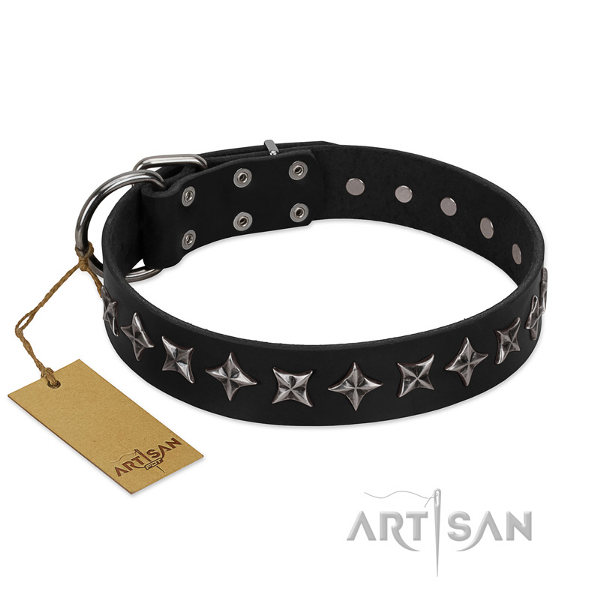 Designer Pitbull Dog Collar