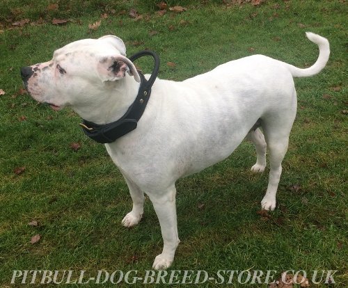 Dog Collar for American Bulldog