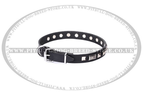 Dog Collar for American Staffy