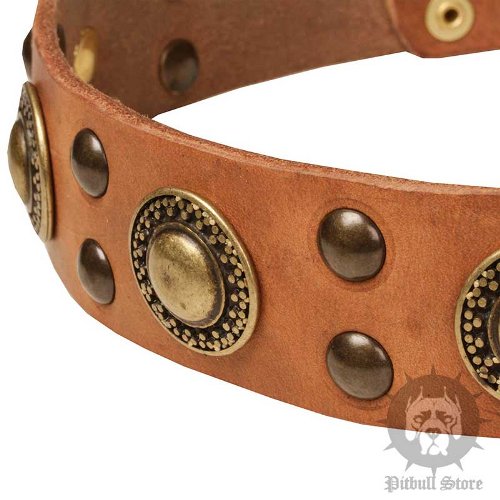 Trendy Dog Collars UK