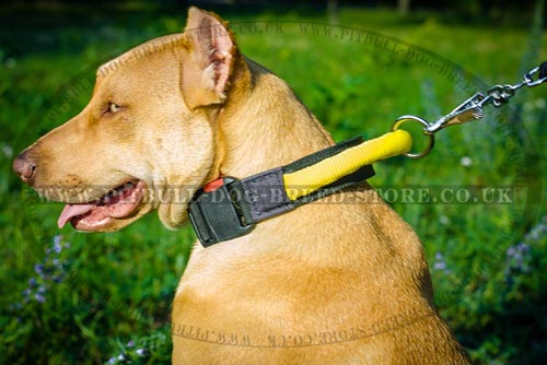 Pitbull Collar with Handle