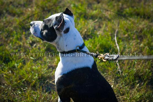 Dog Obedience Collar