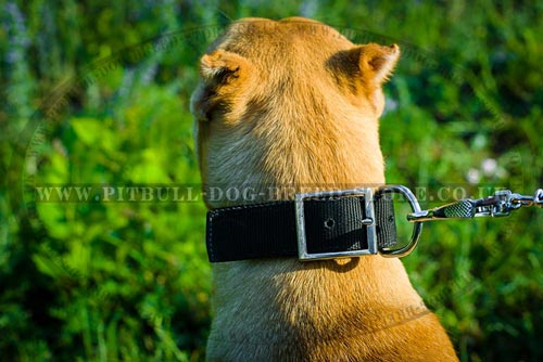 Dog Collar Belt Buckle