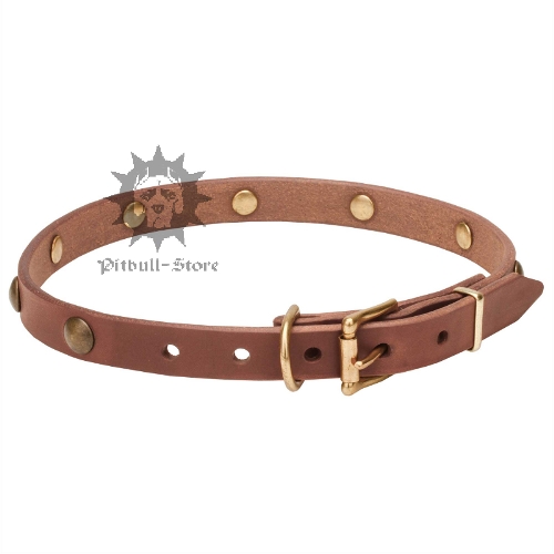 Elegant Dog Collar