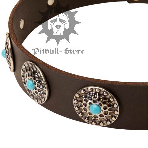 Elegant Dog Collar