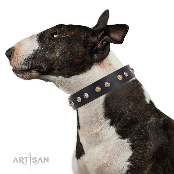 English Bull Terrier Collar