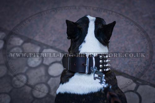 English Bull Terrier Collar