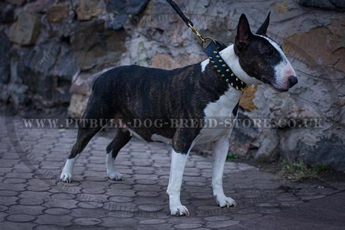 English Bull Terrier Collar