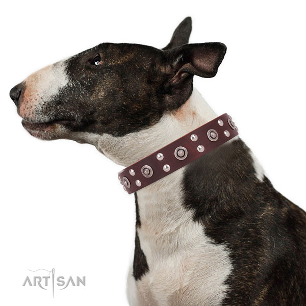 English Bull Terrier Collars UK