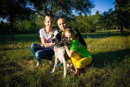 Family Time with Pitbull Dog