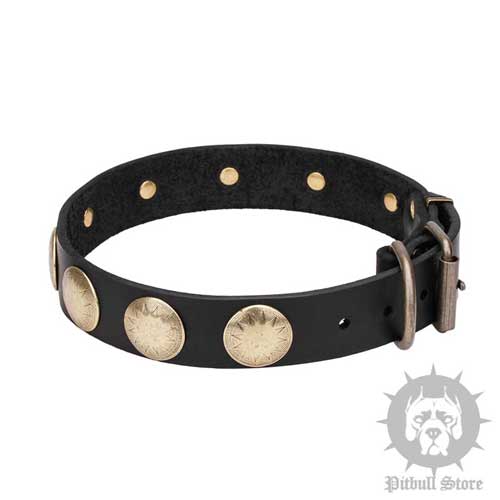 Fancy Dog Collar