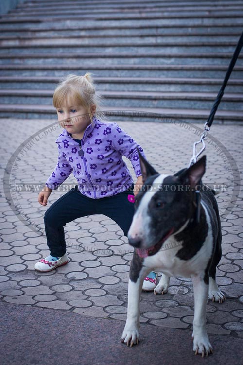 Fancy Dog Collar