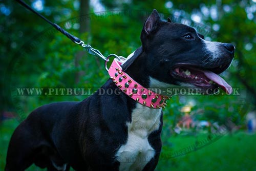 Pitbull Teeth Brushing