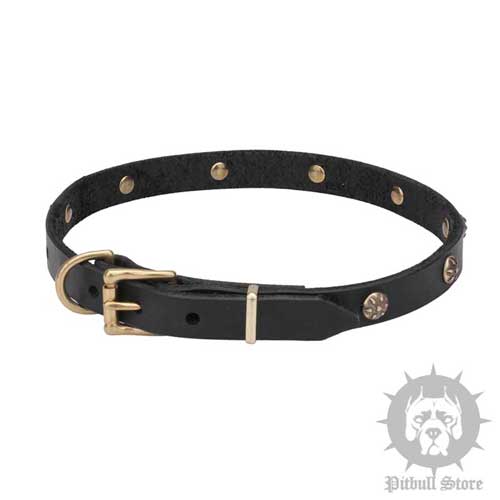 Designer Dog Collar