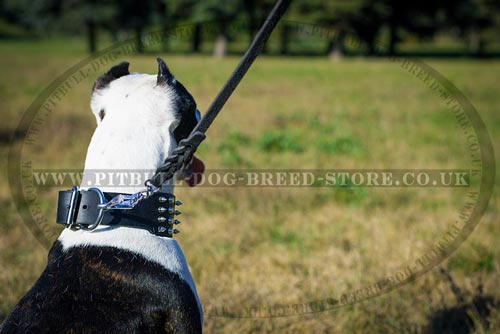 Pitbull Dog Collar 