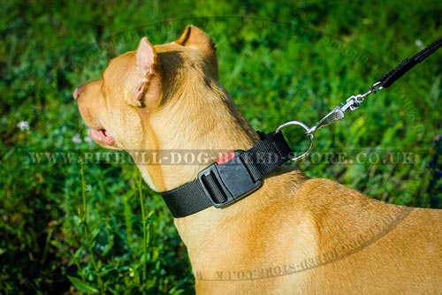 Dog Collar for Pitbull