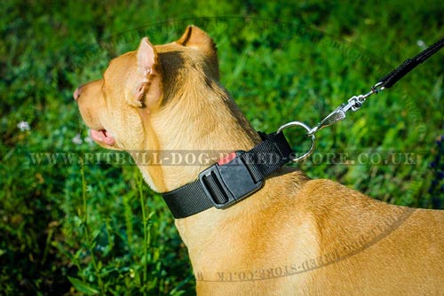 Nylon Dog Collar