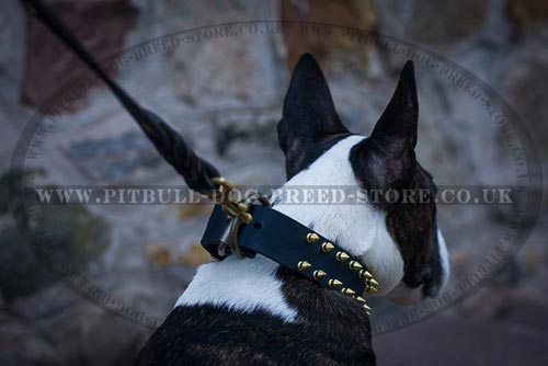 Spiked Dog Collar