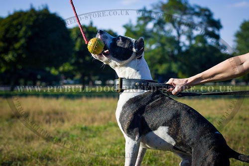 Indestructible Dog Toys for Pit Bulls