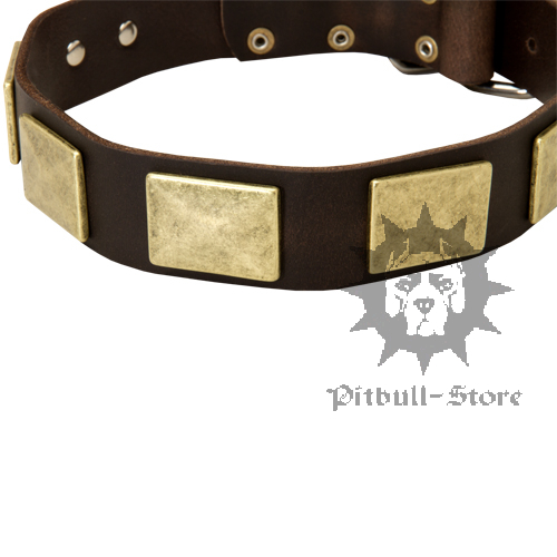 Large Dog Collar