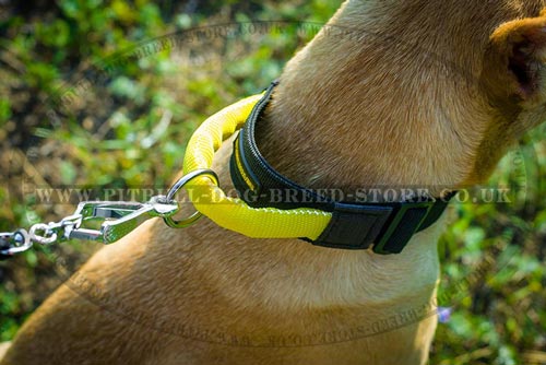 Nylon Dog Collar