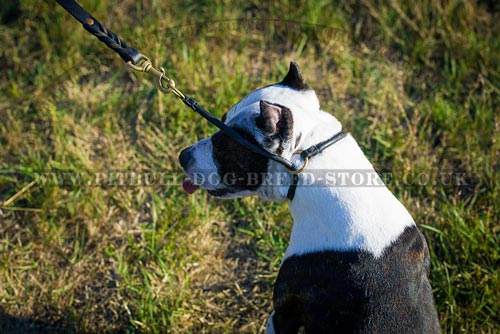 Leather Choke Collar