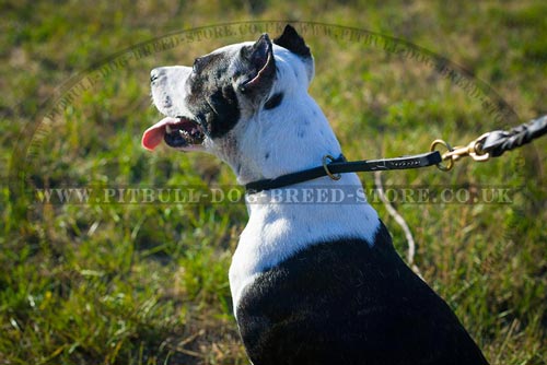 Pitbull Choke Collar UK