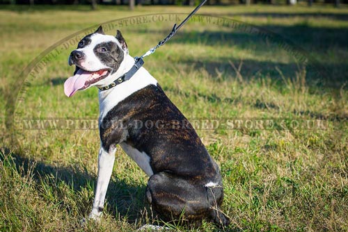 Leather Collar for Pitbull