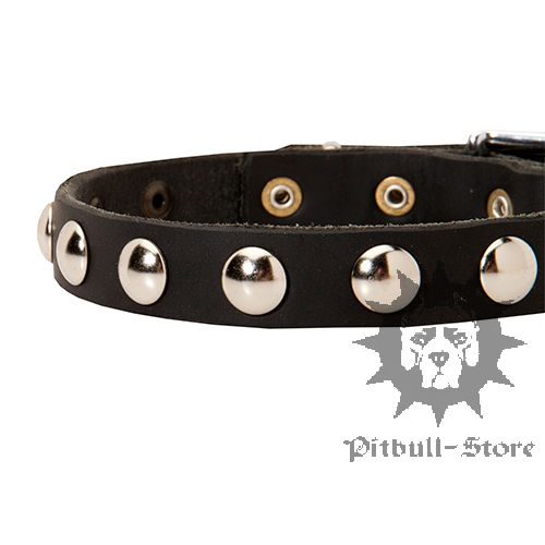 Leather Collar for Pitbull