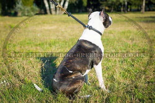 Leather Collar for Pitbull