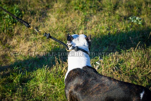 Leather Collar for Pitbull