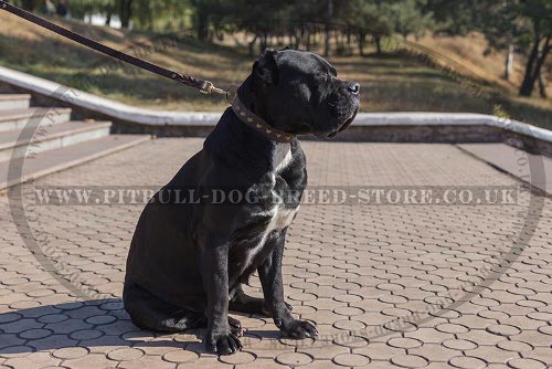 Leather Collars for Cane Corso