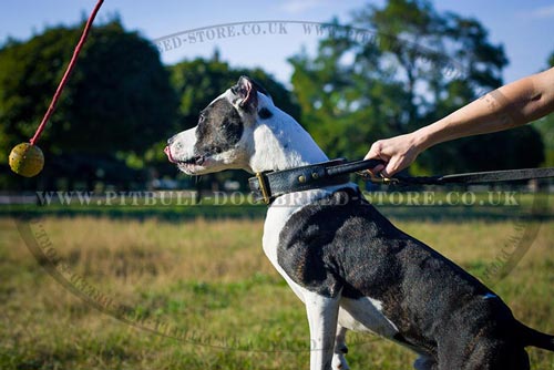 Leather Dog Collar