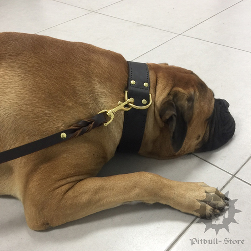 Agitation Dog Collar on Big Dog