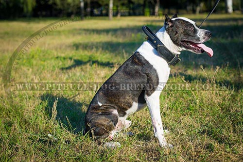 Leather Dog Collar