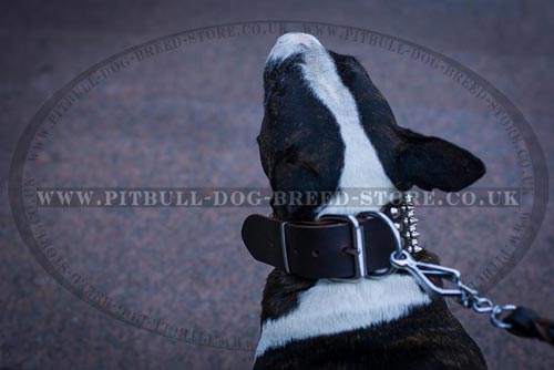 Leather Dog Collar