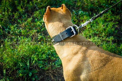 Leather Dog Collar