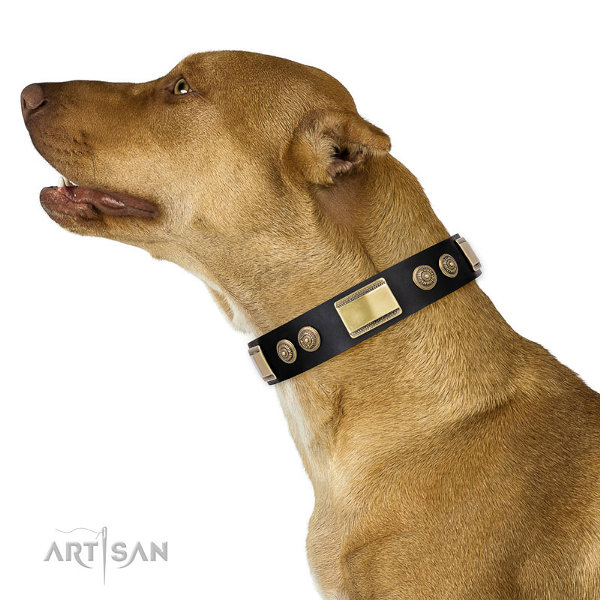 Leather Dog Collars for Pitbulls